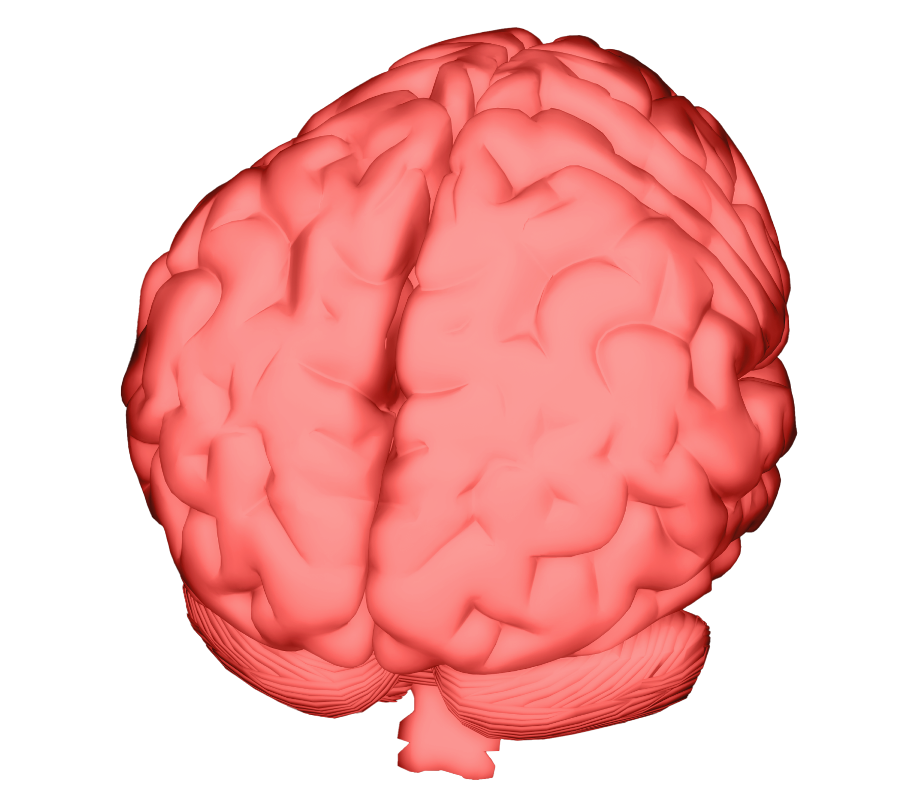 Brain diagram, back view