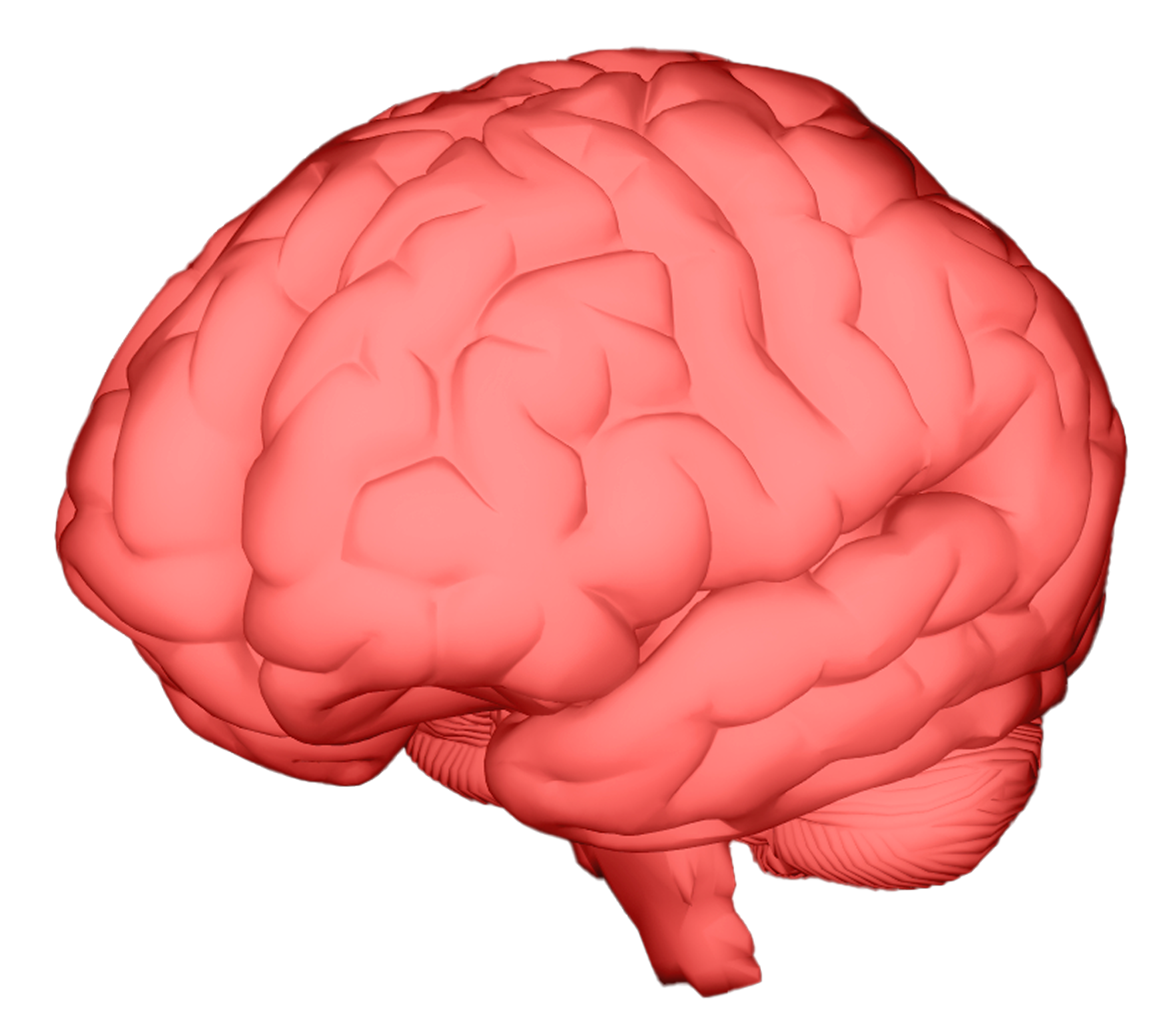 Brain diagram, front view