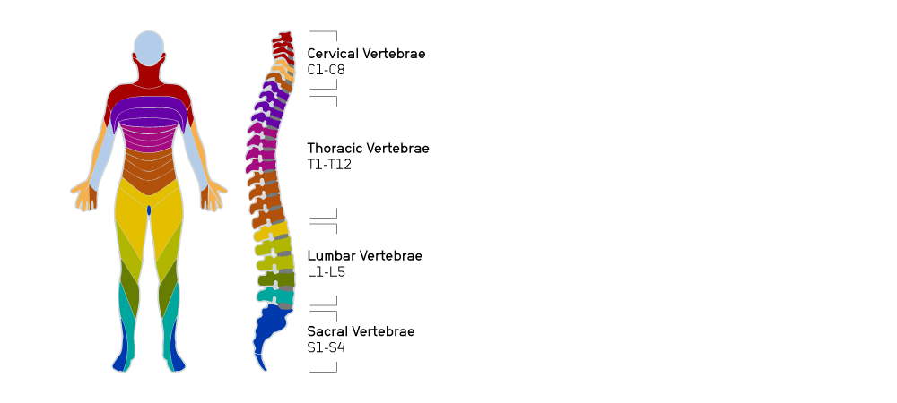 Illustration of motor function in the body correlated to spinal function