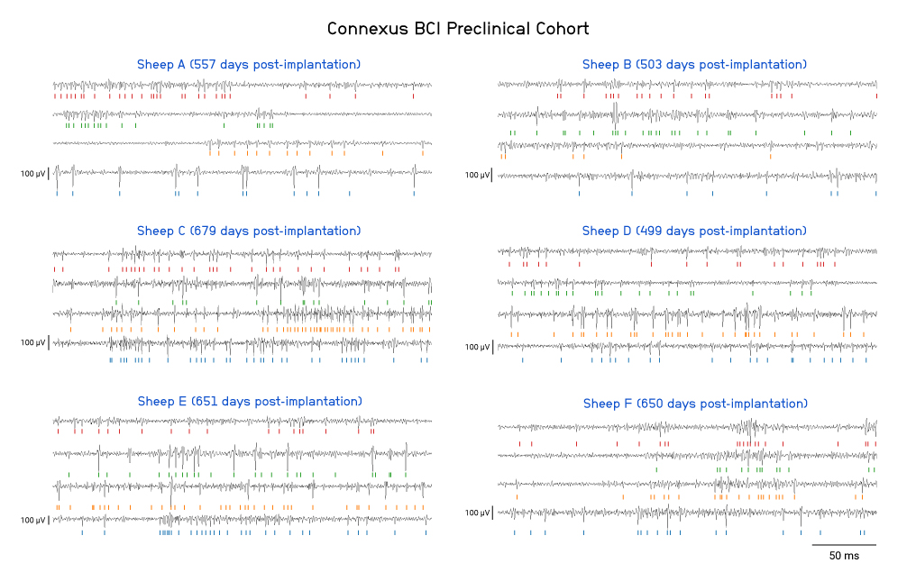 The red, green, orange, and blue tick marks indicate the threshold-crossing features that feed into the data analysis pipeline for neural decoding. Note: For Sheep A, B, and D, these data show the final neural recordings obtained prior to their scheduled device explanation for safety evaluation (Sheep A) and histopathological evaluations (Sheep B and D), respectively.