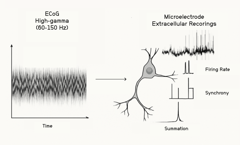An image depicting ECoG microelectrode recordings