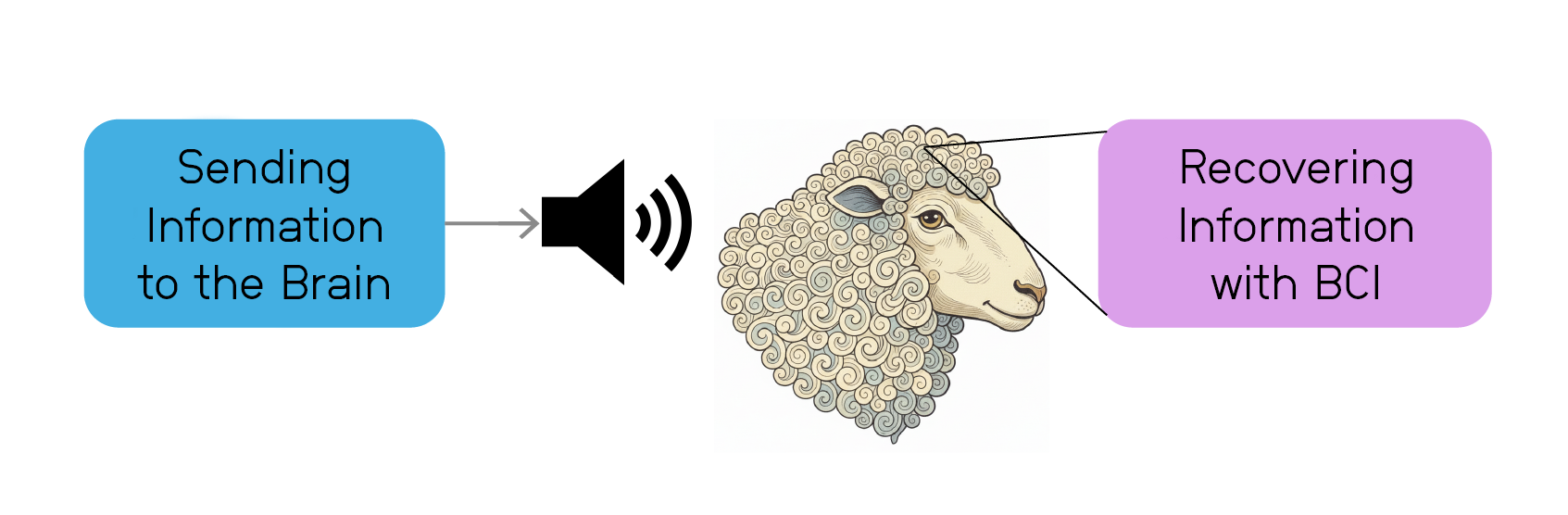 An image depicting the flow of neural data through a sheep's brain